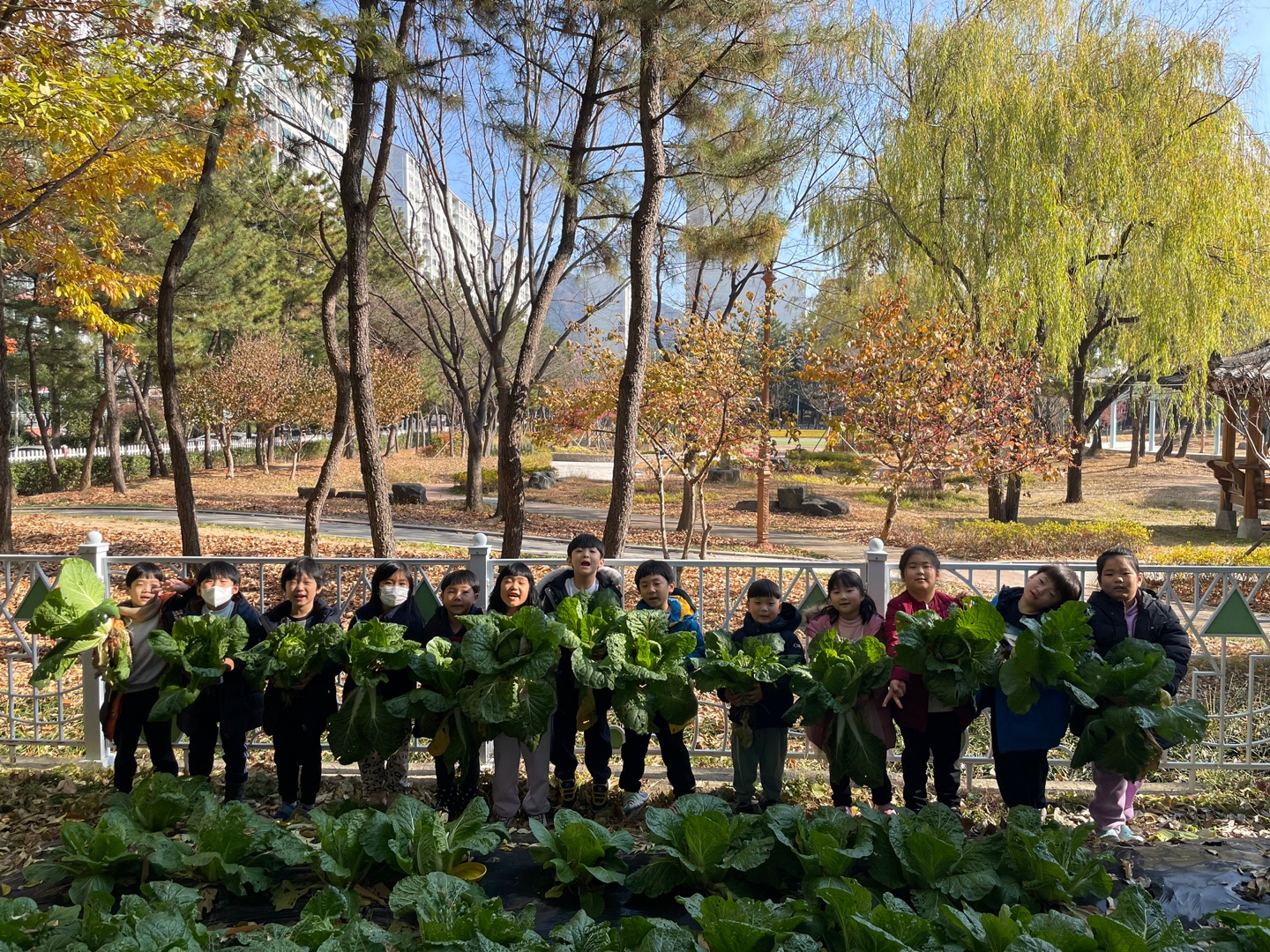 2024. 삽량초등학교병설유치원 배추 수확.jpg