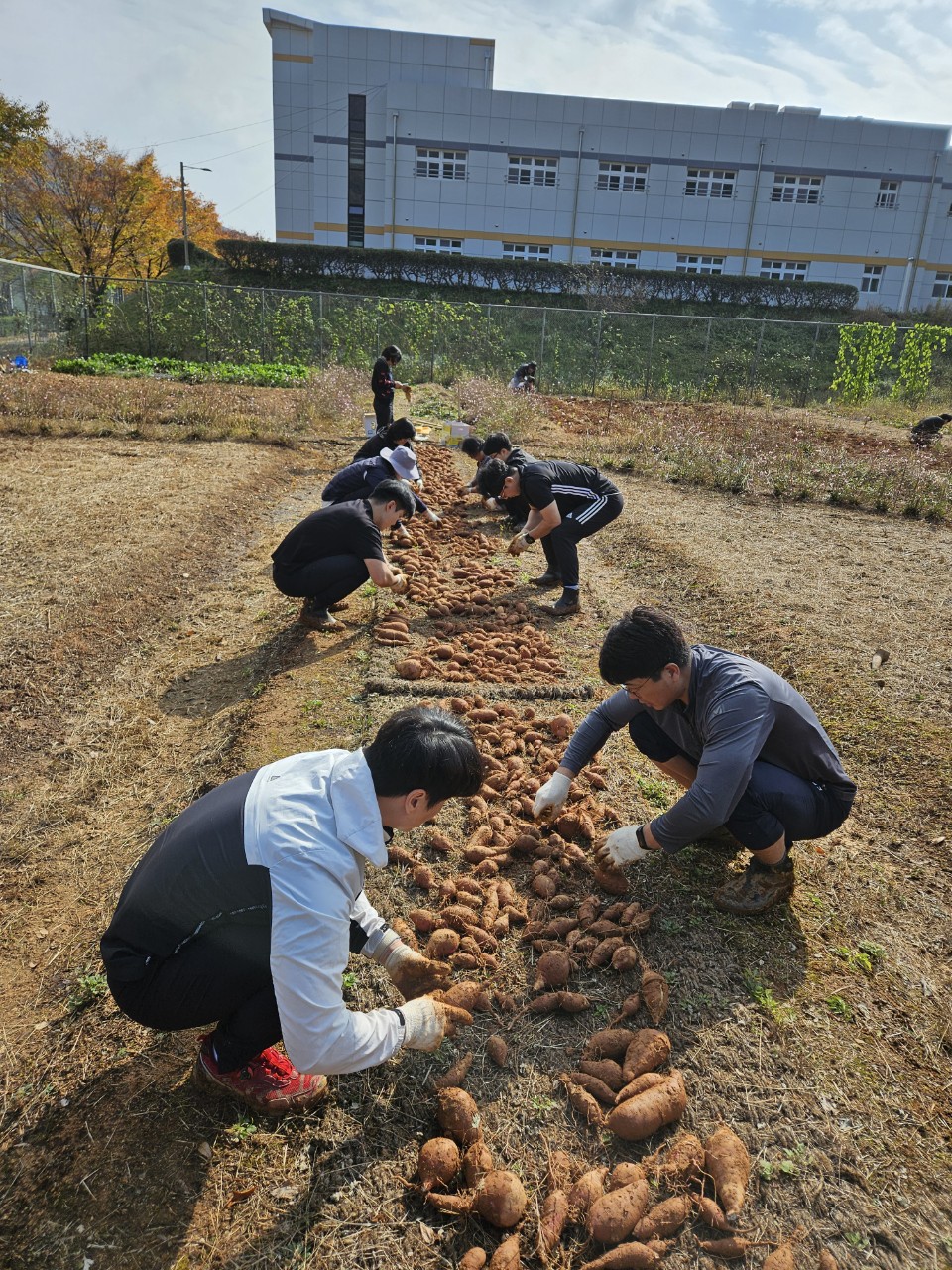 학생교육원고구마수확2.jpg